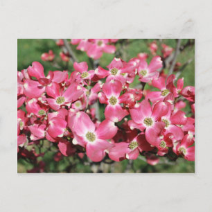 Postal Árbol de dogwood en flor