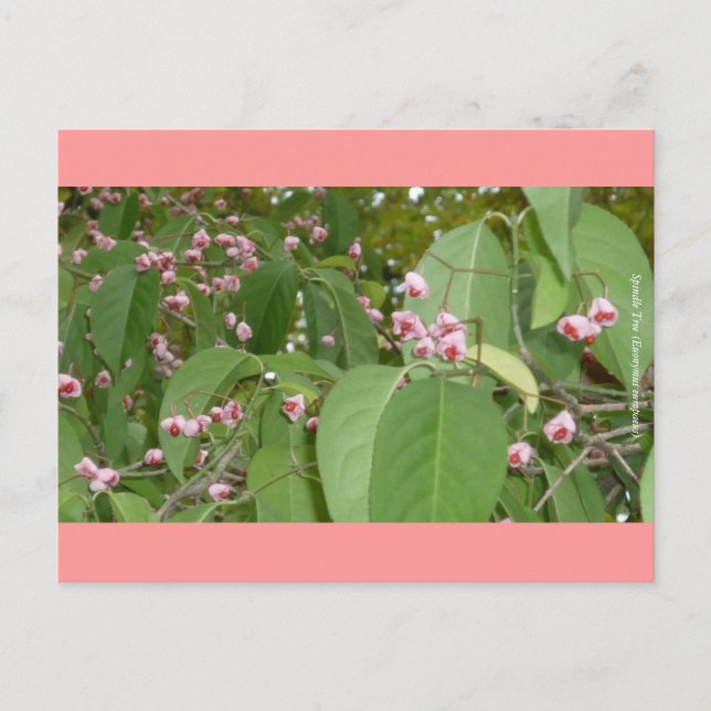 Postal Árbol de ejes (Euonymus europaeus) (Anverso)