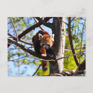 Postal Árbol de escalada del Panda Rojo