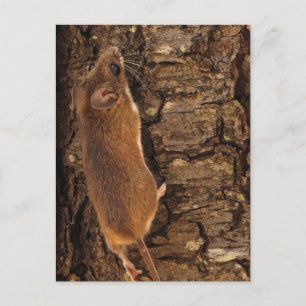 Postal Árbol de escalado del ratón