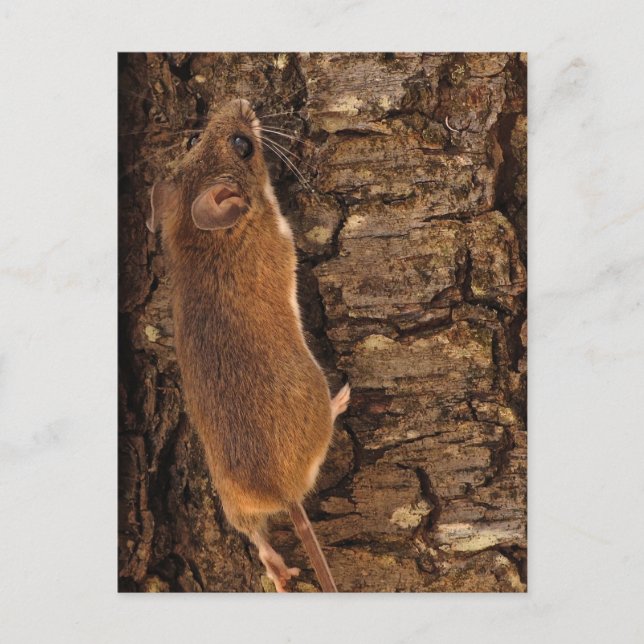Postal Árbol de escalado del ratón (Anverso)