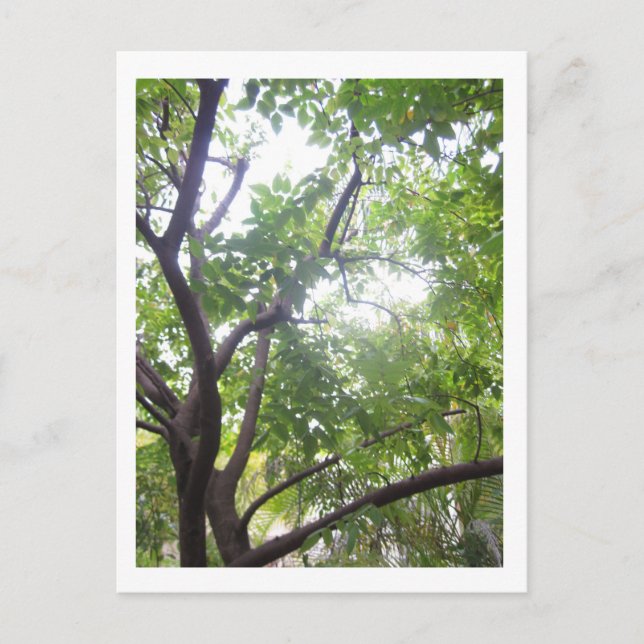 Postal Árbol de estrellas (Anverso)