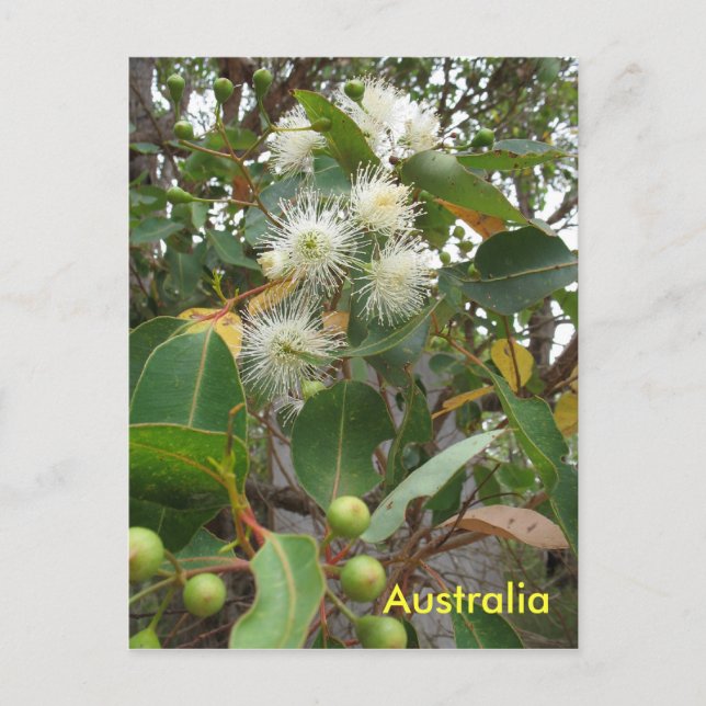 Postal Árbol de eucalipto australiano en flor (Anverso)