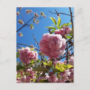 Postal Árbol de flores rosadas de cerezo silvestre