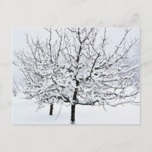 Postal Árbol De Frutas En Ropa De Invierno