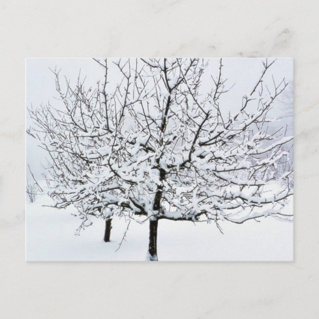 Postal Árbol De Frutas En Ropa De Invierno (Anverso)