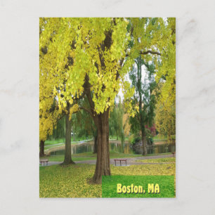 Postal Árbol de gingko amarillo - Jardín público de Bosto