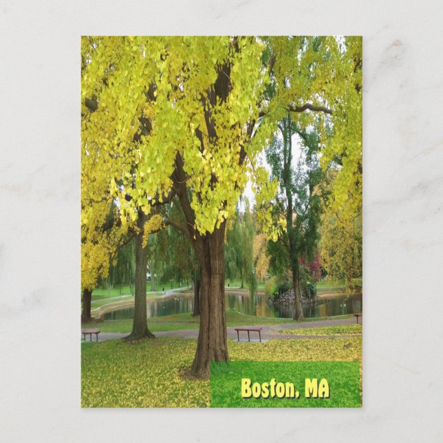 Postal Árbol de gingko amarillo - Jardín público de Bosto (Anverso)