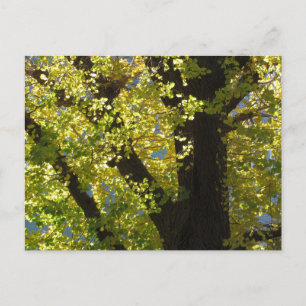 Postal Árbol de Ginkgo en Otoño