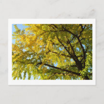 Árbol de Ginkgo: Japón