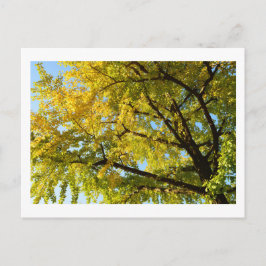 Postal Árbol de Ginkgo: Japón