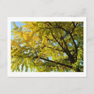 Postal Árbol de Ginkgo: Japón