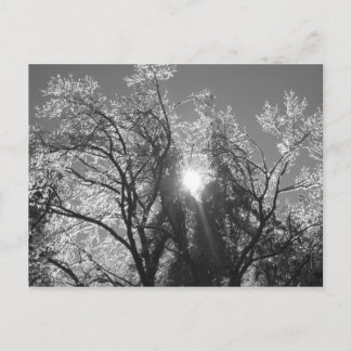 Postal Árbol de hielo