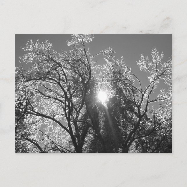 Postal Árbol de hielo (Anverso)