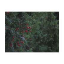 Árbol de invierno