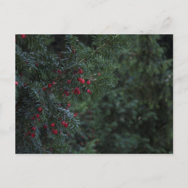 Postal Árbol de invierno (Anverso)