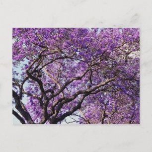 Postal Árbol de jacaranda en flores de primavera