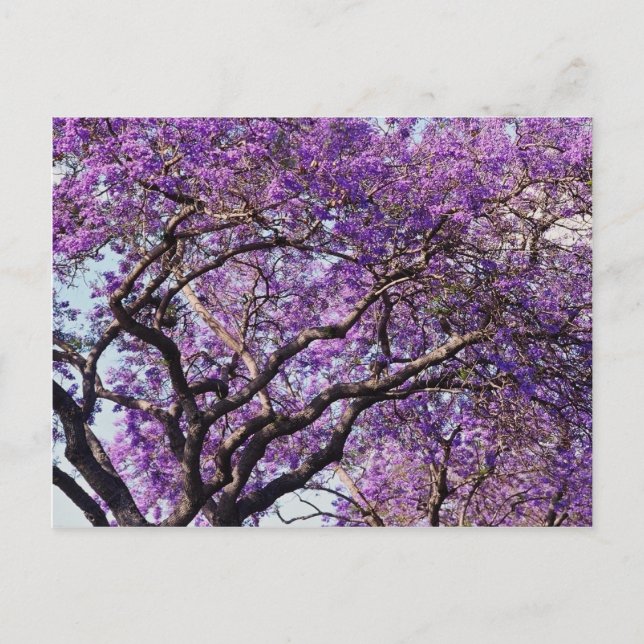 Postal Árbol de jacaranda en flores de primavera (Anverso)