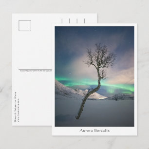 Postal Árbol de las Luces del Norte