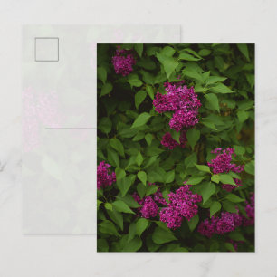 Postal Árbol de lilas morado oscuro, Saludo