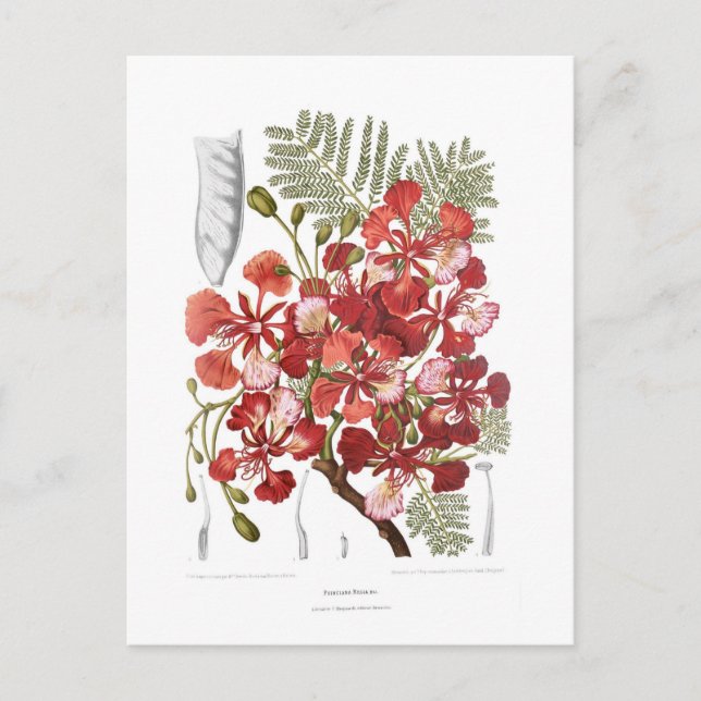 Postal Árbol de llamas (Delonix regia) (Anverso)