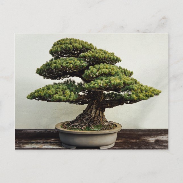 Postal Árbol de los bonsais de White Pine del japonés (Anverso)