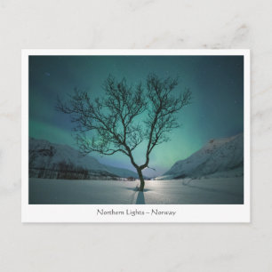 Postal Árbol de luces boreales