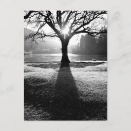 Postal Árbol de luz: Derwentwater, distrito del lago