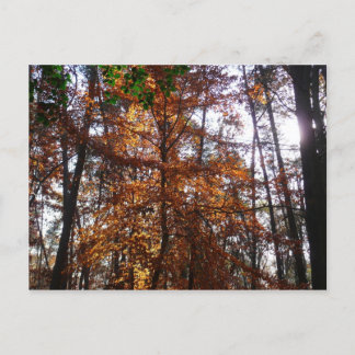 Postal Arbol de luz solar a través del otoño en Greenbelt