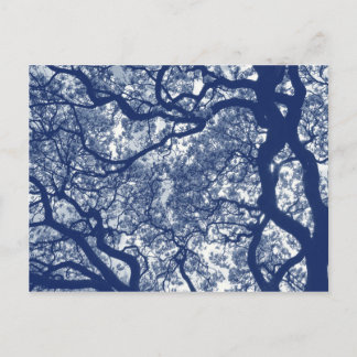 Postal Árbol de magnolia - Efecto cianotipio