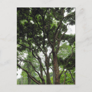 Postal Árbol de magnolia en verano