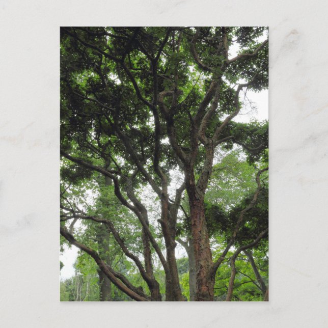 Postal Árbol de magnolia en verano (Anverso)