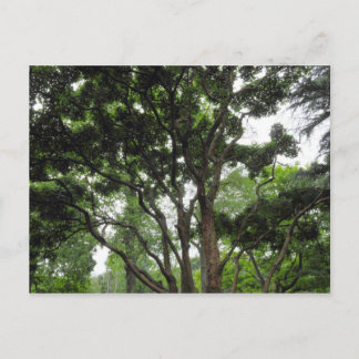 Postal Árbol de magnolia en verano