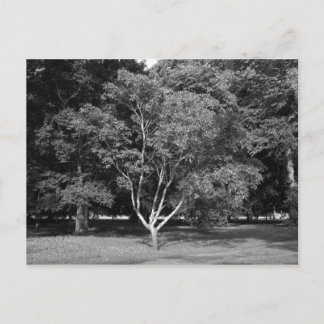 Postal Árbol de magnolia en verano BW