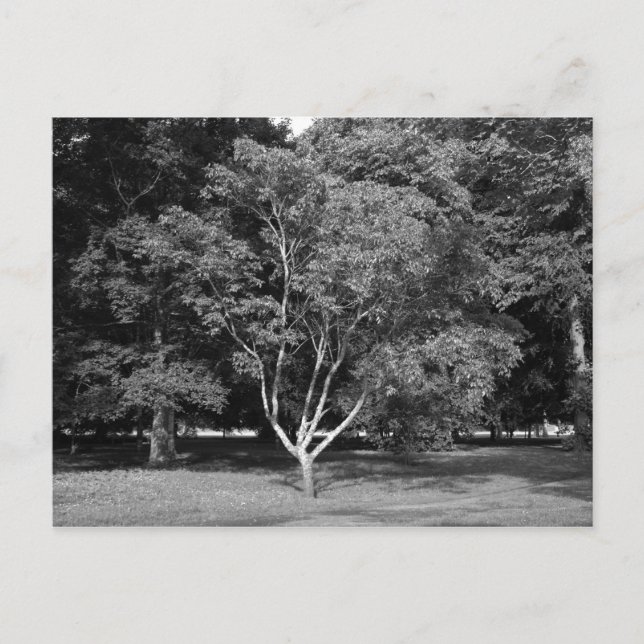 Postal Árbol de magnolia en verano BW (Anverso)