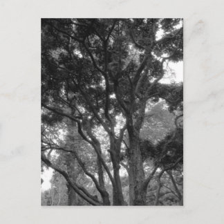 Postal Árbol de magnolia en verano BW