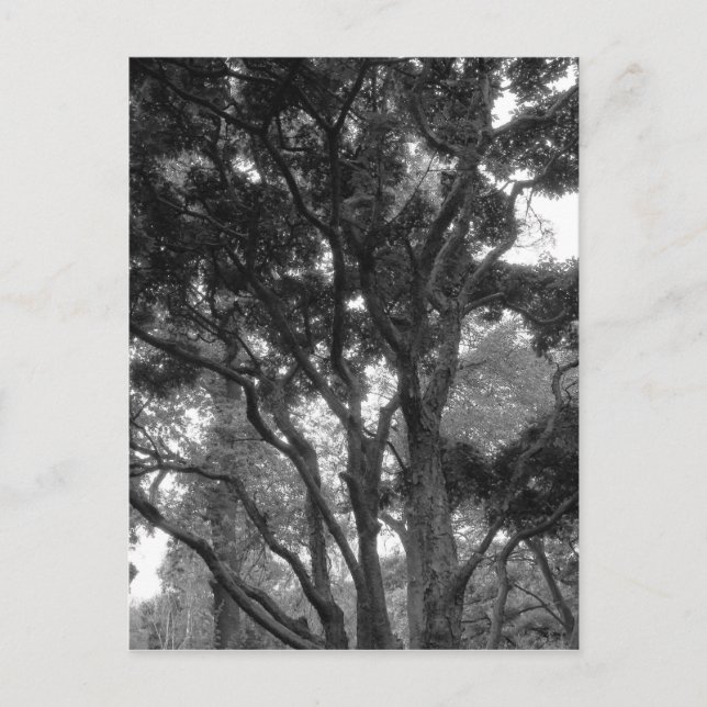 Postal Árbol de magnolia en verano BW (Anverso)