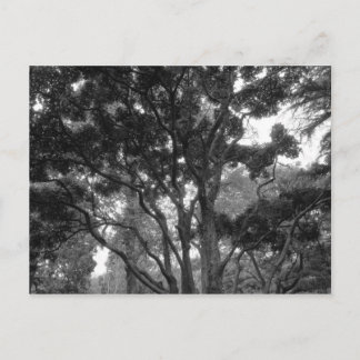 Postal Árbol de magnolia en verano BW