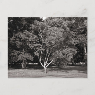 Postal Árbol de magnolia en verano - Tono cálido BW