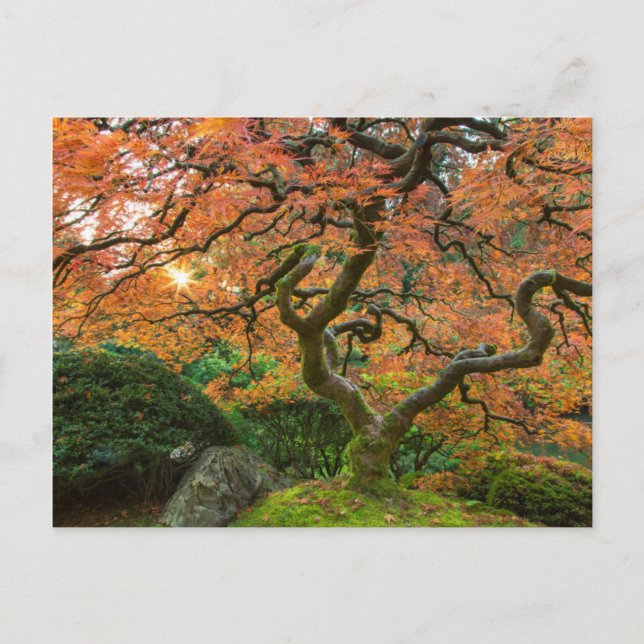 Postal Árbol De Maíz En Los Jardines Japoneses En Otoño (Anverso)