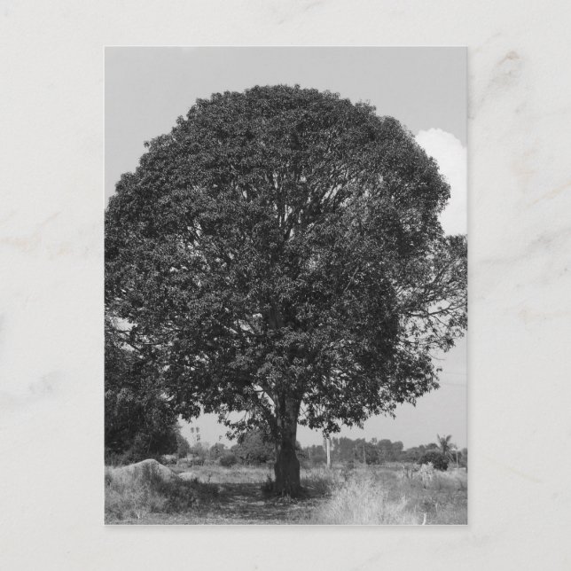 Postal Árbol de mango B&W (Anverso)
