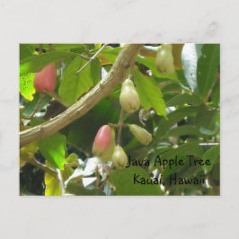 Postal Árbol de manzana de Java