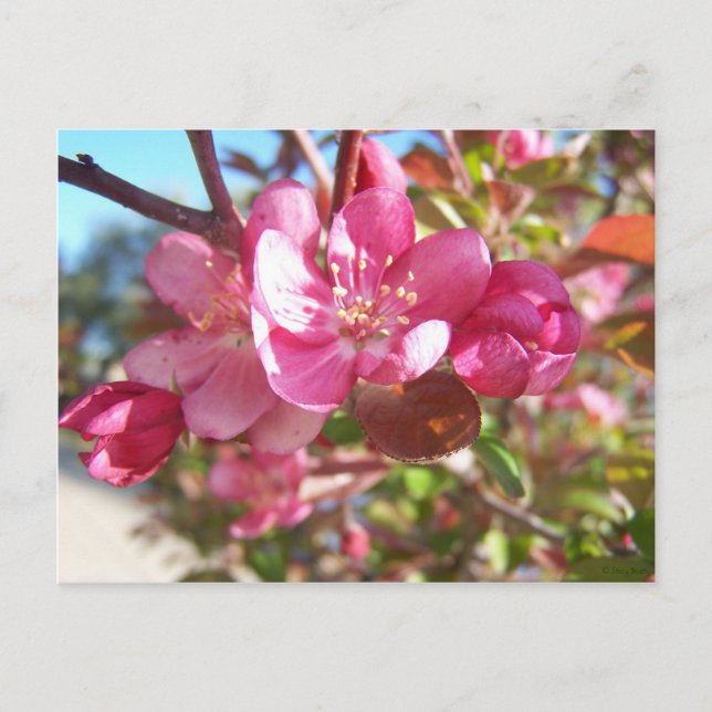 Postal Árbol de manzanas cangrejo en flor (Anverso)