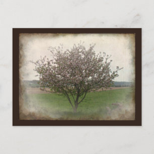 Postal Árbol de manzanas en flor