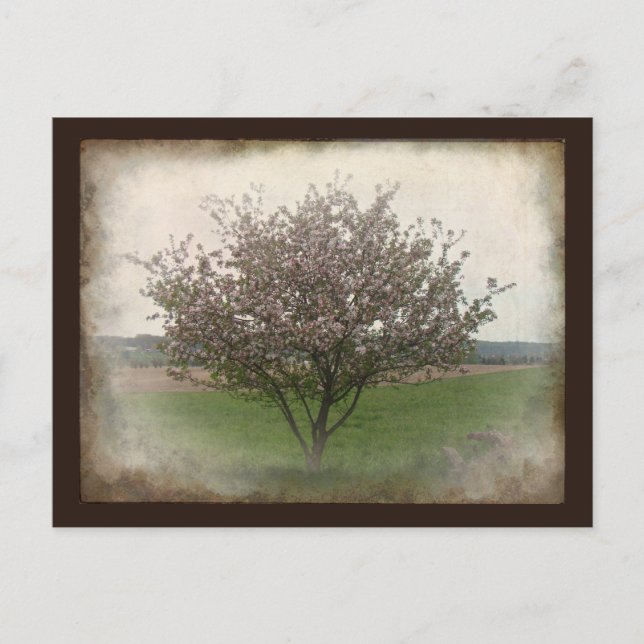 Postal Árbol de manzanas en flor (Anverso)