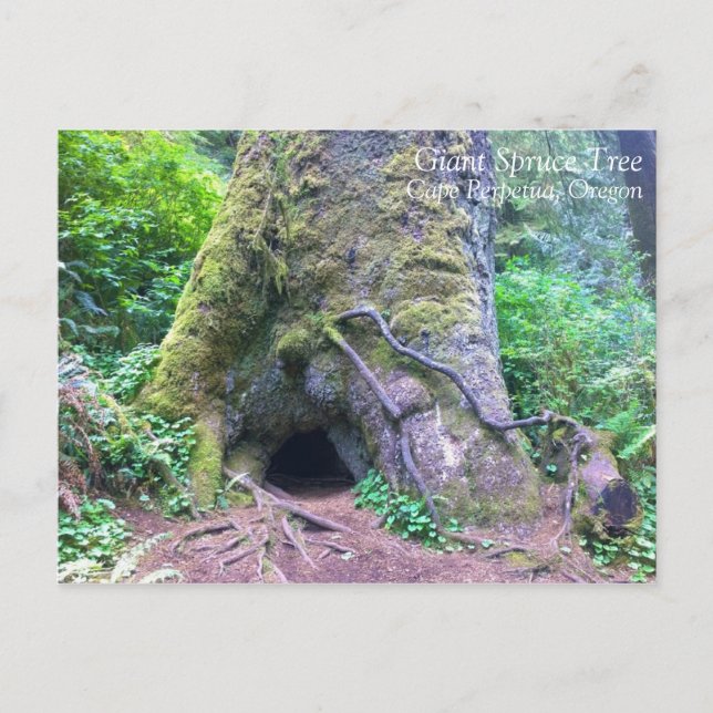 Postal Árbol de mojigón gigante, Cabo Perpetua, Oregón (Anverso)