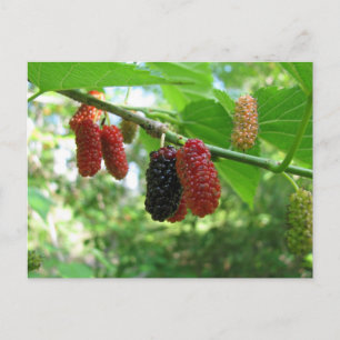 Postal Árbol de mora