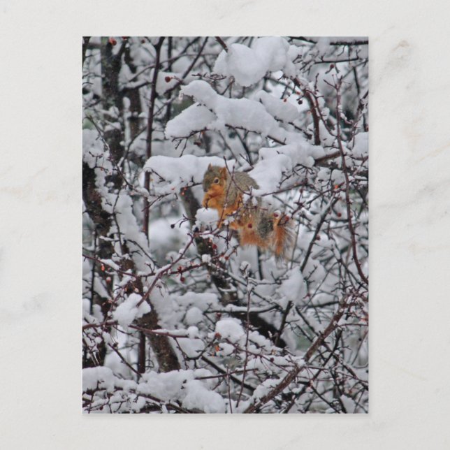 Postal Árbol de nieve de ardilla (Anverso)