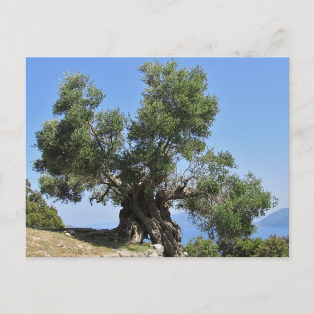 Postal Árbol de oliva griego (Kefalonia) (Anverso)