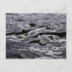 Postal Árbol de oliva silvestre   Gran Karoo, Sudáfrica